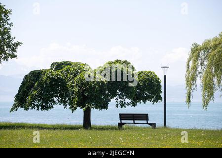 Bank und platanus Baum mit schöner Aussicht über den Bodensee, Langenargen, Deutschland Stockfoto