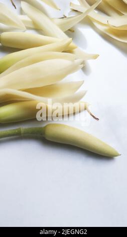 Schöne Blume, Illustration der weißen Michelia Alba Blume oder Michelia Champaca Blume auf dem weißen Hintergrund. Stockfoto