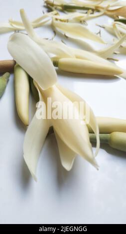 Schöne Blume, Illustration der weißen Michelia Alba Blume oder Michelia Champaca Blume auf dem weißen Hintergrund. Stockfoto