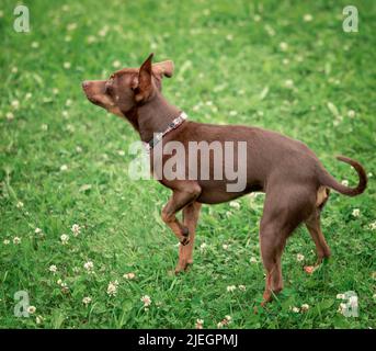 Prager Ratte - Hund steht draußen aussehende Seite, Ganzkörperportrait Stockfoto