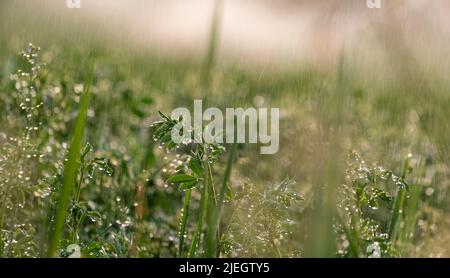 Nahaufnahme von Blumen und Grün bei Regen mit selektivem Fokus. Stockfoto