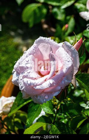 Blassrosa Rose mit Sommertau auf den Blütenblättern im Garten Stockfoto