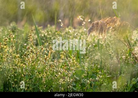 Sonnenuntergang und Blumen mit selektivem Fokus aufgenommen. Stockfoto