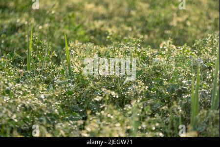 Blumen und Grünflächen wurden bei Regen mit selektivem Fokus aufgenommen. Stockfoto