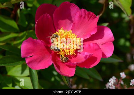 Honigbienen auf der Paeonia lactiflora Mistral Mistral Pfingstrose Stockfoto