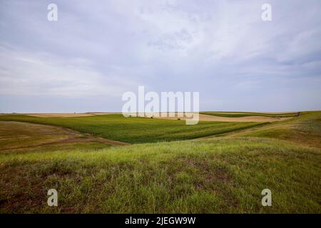 Gemischte landwirtschaftliche Felder mit Weizen und Sonnenblumen Stockfoto