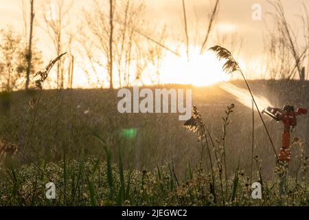 Bild der Bewässerung bei Sonnenuntergang mit selektivem Fokus aufgenommen. Stockfoto