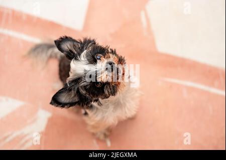 Porträt des niedlichen yorkie aus dem hohen Winkel aufgenommen Stockfoto