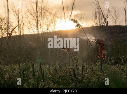 Bewässerung bei Sonnenuntergang mit selektivem Fokus. Stockfoto
