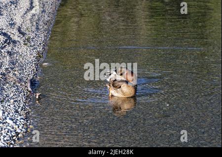 Ein Paar Enten baden im flachen Wasser des Lake Rotoiti, Nelson Lakes National Park Stockfoto