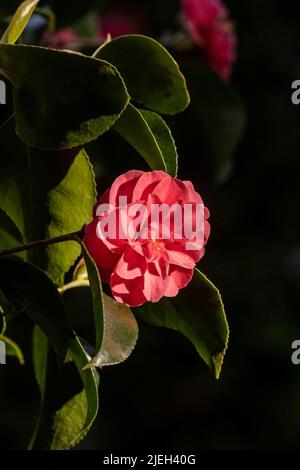 Camellia reticulata Mouchang blüht in einem Garten in Cornwall in Großbritannien. Stockfoto