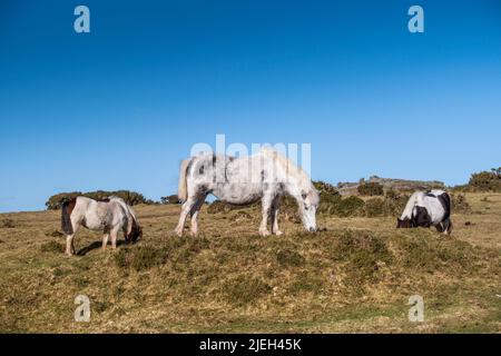 Die kultigen Bodmin Ponys grasen auf den Minion Downs auf dem robusten Bodmin Moor in Cornwall, Großbritannien. Stockfoto