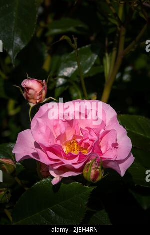 Rose Rosa Glücklicher Ruhestand. Tantoras. In einem Garten in Newquay in Corn wächst eine floribunda buschige Rose mit Trauben von sanft rosa, leicht duftenden Blüten Stockfoto