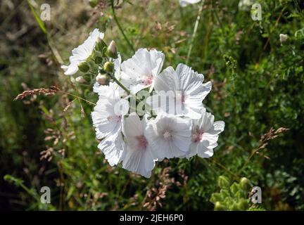 Weißer Moschus Malve (Malva Moschata f. Alba) blüht im Sommer an einer schwedischen Gartengrenze (Juni) Stockfoto