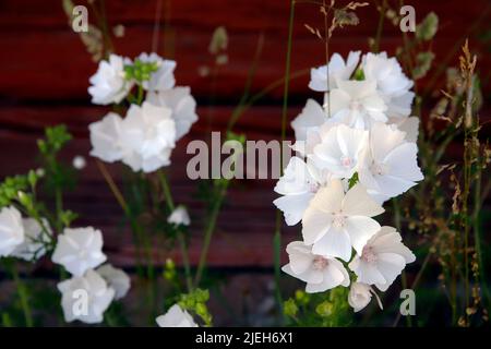 Weißer Moschus Malve (Malva Moschata f. Alba) blüht im Sommer an einer schwedischen Gartengrenze (Juni) Stockfoto