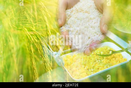 Hand hält Reis, Reisfeld und schwarzen Löffel Schaufel gelben süßen Mais aus der weißen Schüssel. Konzept der globalen Nahrungsmittelkrise. Bio-Lebensmittel. Import von Lebensmitteln Stockfoto