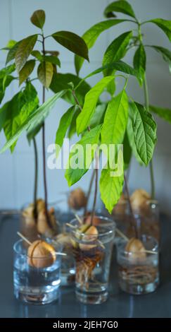 Schöne frische Avocado Sprossen wachsen in der Brille Jar. Grüne Küche zu Hause. Keimende Avocado-Gruft. Home Plant. Hausgarten. Stockfoto