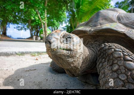 Porträt einer alten Aldabra-Riesenschildkröte Stockfoto