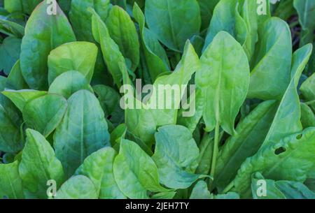 Sauerampfer wächst auf einem Bett im Garten Stockfoto