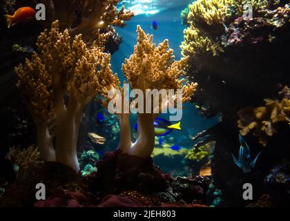 Korallen und Fische im Meerwasseraquarium. Beobachtung der Unterwasserwelt. Tier und Pflanzen Foto unter Wasser Stockfoto