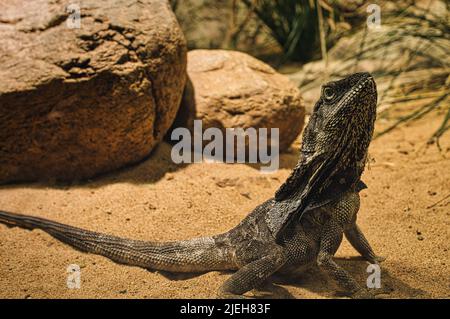 Bärtiger Drache im Terrarium. Reptil aus Australien. Beobachtungspet. Kleiner Drache. Tierfoto eines Reptils Stockfoto