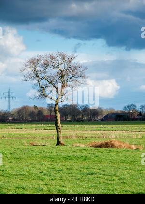 Einsamer, blattloser Baum mit Sternvögeln auf einer grünen Wiese in Ostfriesland mit bewölktem Himmel und Bauernhöfen im Hintergrund. Stockfoto