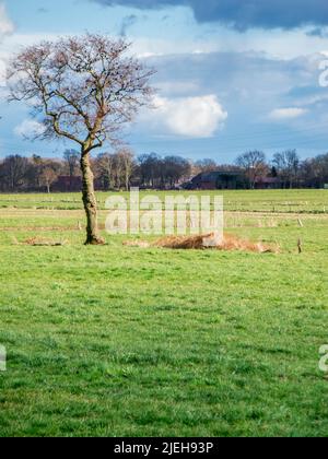Einsamer, blattloser Baum mit Sternvögeln auf einer grünen Wiese in Ostfriesland mit bewölktem Himmel und Bauernhöfen im Hintergrund. Stockfoto