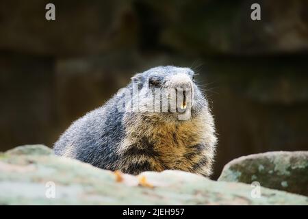 Marmot liegt auf einem Felsen gegenüber dem Betrachter. Kleines Nagetier aus den Alpen. Säugetierfoto Stockfoto
