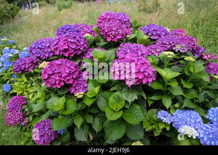 Violette Hortensien macrophylla blüht auf dem unscharfen Hintergrund. Hortensia blühende Pflanze. Stockfoto