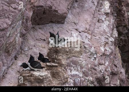 Razorbills, Alca torda, Nesting Seevögel auf den Klippen von St. Abbs Head, Berwickshire, Schottland Stockfoto