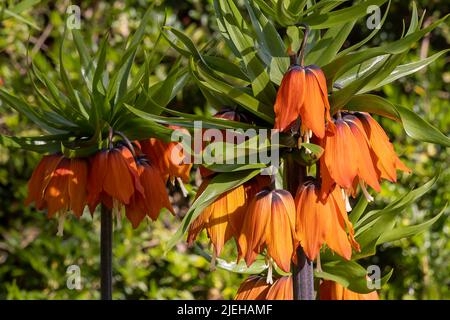 Blühende Kaiserkrone, Fritillaria imperialis / blühende Krone Imperial, Fritillaria imperialis Stockfoto
