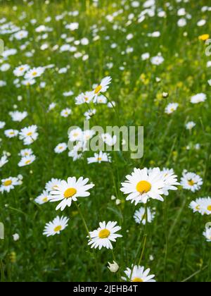 Oxeye Daisy, Leucanthemum vulgare, in Wildblumenwiese, Dumfries & Galloway, Schottland Stockfoto