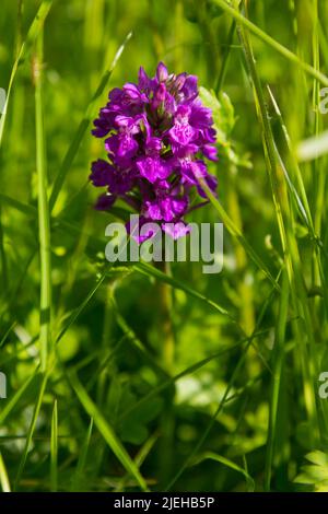 Northern Marsh Orchid, Dactylorhiza purella, in Wildblumenwiese, Dumfries & Galloway, Schottland Stockfoto