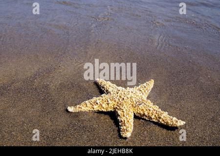 Ein Seestern liegt am Sandstrand an der Nordseeküste, Stockfoto