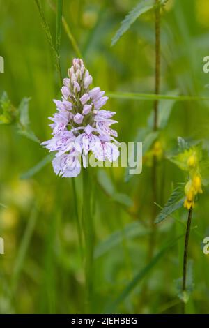 Heath Spotted Orchid, Dactylorhiza maculata, in Wildblumenwiese, Dumfries & Galloway, Schottland Stockfoto