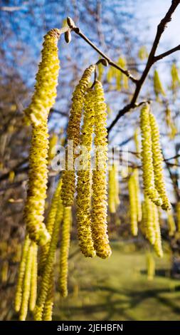 Blüten eines Hasels im Frühjahr. Qualen für Allergiker, Haselnußstrauch, Pollenallergie, Heuschnupfen, Stockfoto