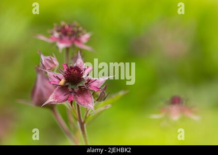 Marsh Cinqfoil, Comarum palustre, Wildblumen im Teich-/Feuchtgebiet, Dumfries & Galloway, Schottland Stockfoto