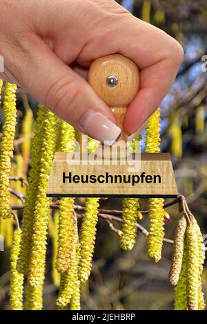 Blüten der Gemeinde Hasel - Haselnußstrauch, Stempel, Heuschnupfen, Stockfoto