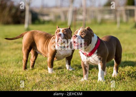 Zwei Chocolate Colour American Bully Hunde sind unterwegs Stockfoto