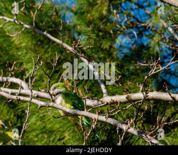 Kleiner grüner Papagei auf einem Baumzweig an einem Frühlingstag Stockfoto