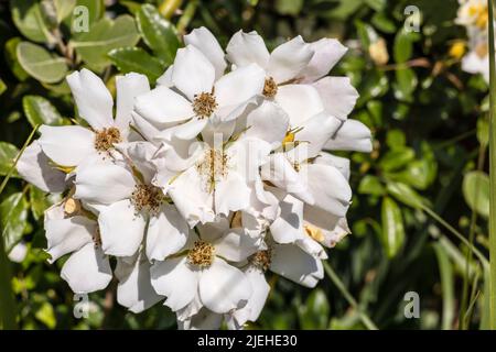 Große weiße Blüten Haufen von kletternder Rosa caesia oder haarige Hundsrose. Stockfoto