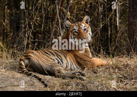 Tigerin Maya aus dem Tadoba Tiger Reserve, Indien. Stockfoto