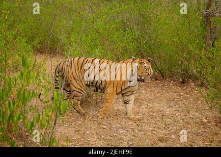 Männlicher Tiger, genannt Matkasur, aus dem Tadoba Tiger Reserve in der Pufferzone Madnapur. Stockfoto