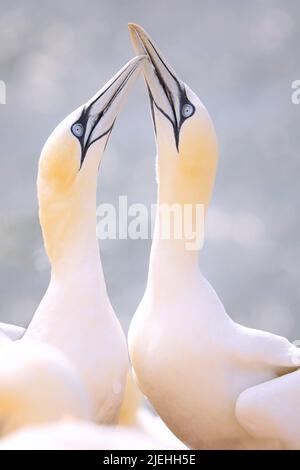 Nördliche Gannette in wilder NaturEine Reihe von Vögeln sind Herzlich Willkommen. Beliebter Seevögelling. Foto aus deutschland. Zwei Vögel zu zweit. Stockfoto