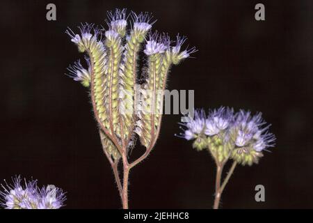 Phacelia tanacetifolia, lacy phacelia, blue tansy oder purple tansy Stockfoto