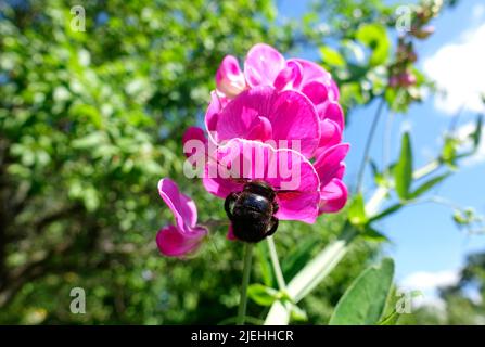 Xylocopa violacea, große Holzbiene (Xylocopa violacea), auf einer Blüte breitblättriger Vetchling, Brandenburg, Deutschland, EU Stockfoto