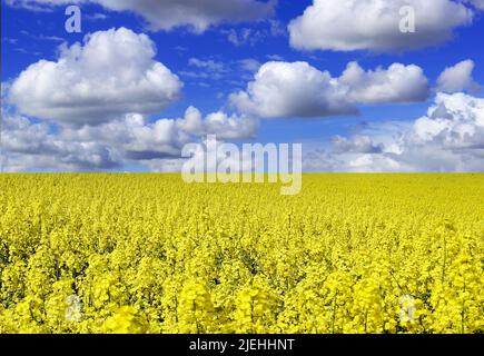 Blühendes Rapsfeld im Sommer, blauer Himmel mit Cumuluswolken, Stockfoto