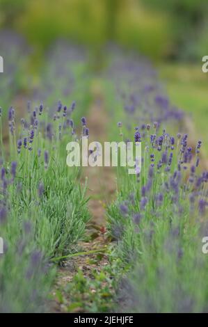 Lavendel wächst auf Feldern bei Yorkshire Lavender, Terrington, North Yorkshire - England Stockfoto