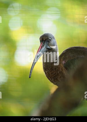 Hadada- oder Hadada-Ibis (Bostrychia hagedash)-Porträt mit grünem, unscharfem Hintergrund. Stockfoto