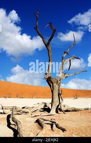 Tote Kameldornbäume, Tote Vlei, Namib-Naukluft Park, Namib Desert, Namibia / (Acacia erioloba) Abgestorbene Kameldornbaeume, Tote Vlei, Namib-Nauk Stockfoto